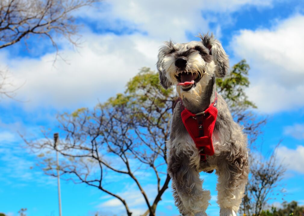 #18. Miniature schnauzers